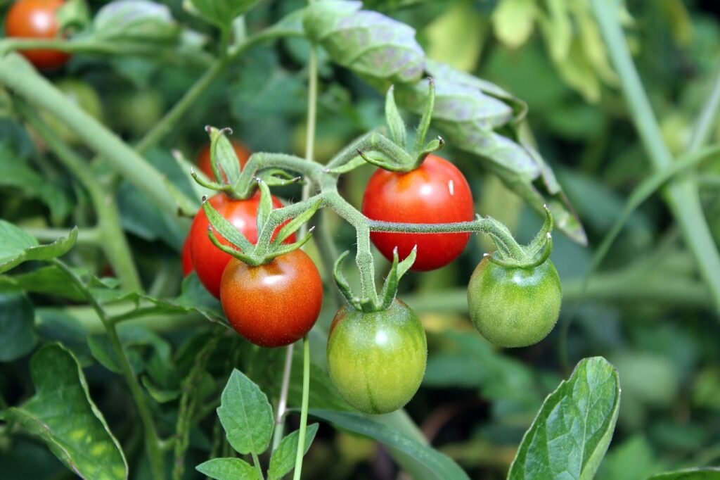 tomatoes, vegetables, garden-2669861.jpg